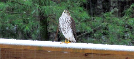 Is this a Merlin (flattish head) or a Sharp-shinned (big yellow iris)? All help with ID will be appreciated.